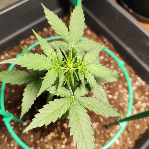 Super Bud 16% THC growlog timeline photo