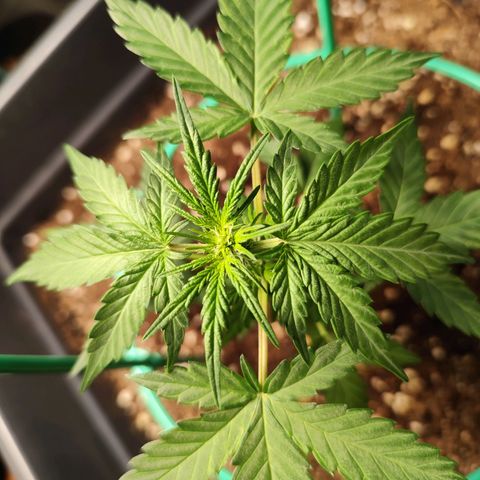 Super Bud 16% THC growlog timeline photo