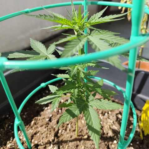 Super Bud 16% THC growlog timeline photo