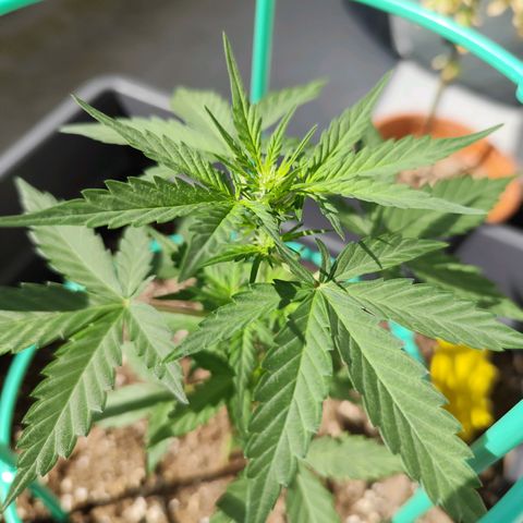 Super Bud 16% THC growlog timeline photo