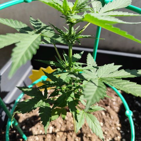Super Bud 16% THC growlog timeline photo