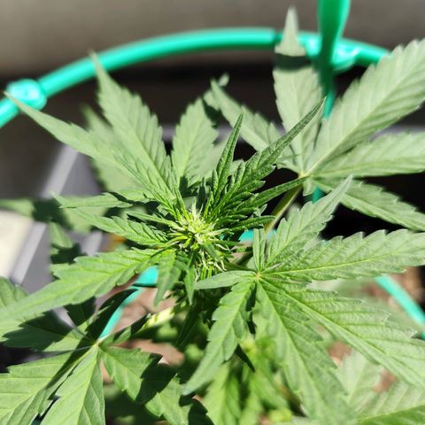 Super Bud 16% THC growlog timeline photo