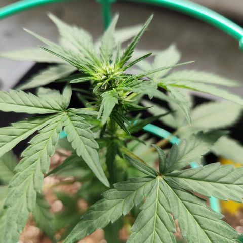 Super Bud 16% THC growlog timeline photo