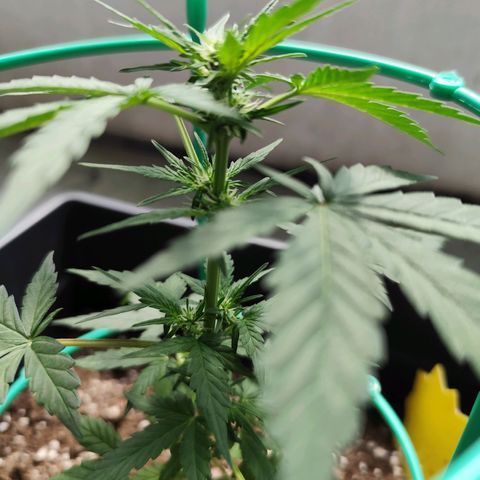 Super Bud 16% THC growlog timeline photo