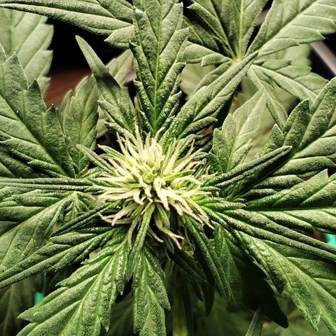 Super Bud 16% THC growlog timeline photo