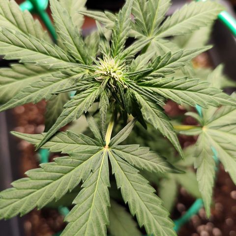 Super Bud 16% THC growlog timeline photo