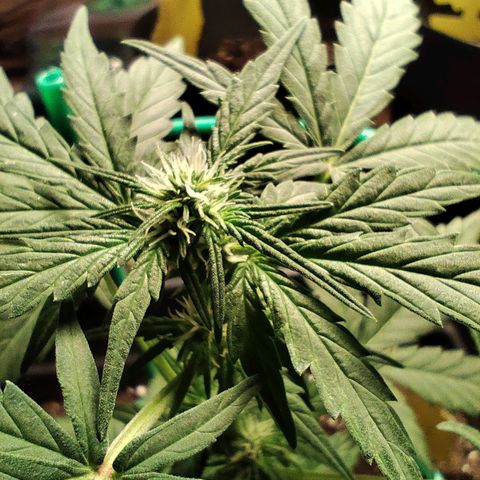 Super Bud 16% THC growlog timeline photo