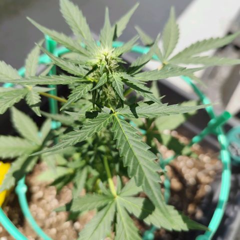 Super Bud 16% THC growlog timeline photo