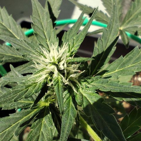 Super Bud 16% THC growlog timeline photo