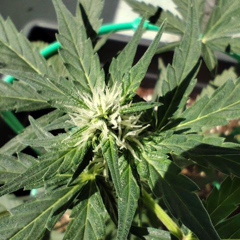 Super Bud 16% THC growlog timeline photo