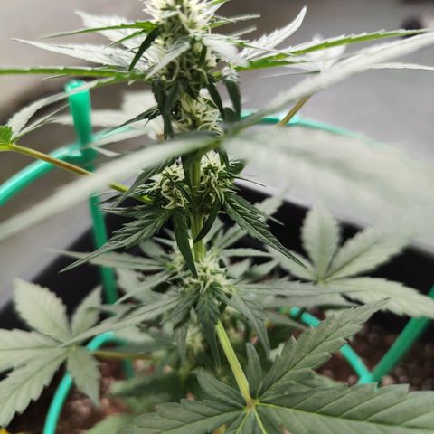 Super Bud 16% THC growlog timeline photo