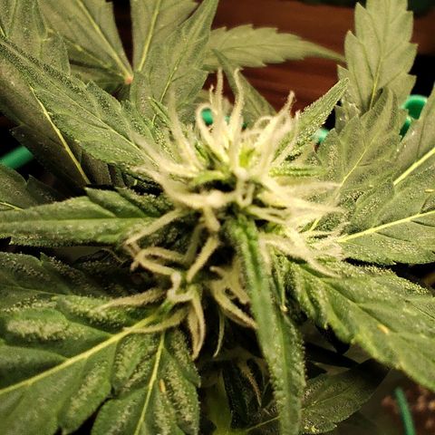 Super Bud 16% THC growlog timeline photo