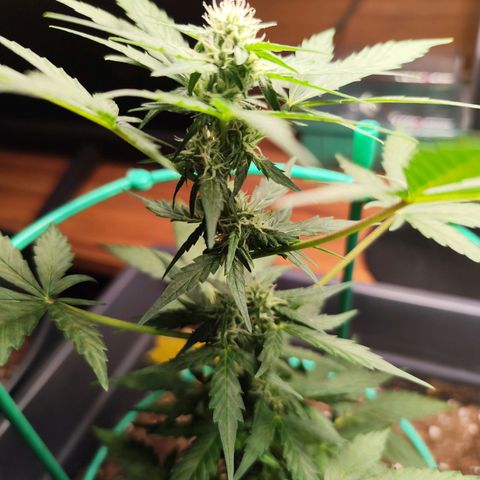 Super Bud 16% THC growlog timeline photo