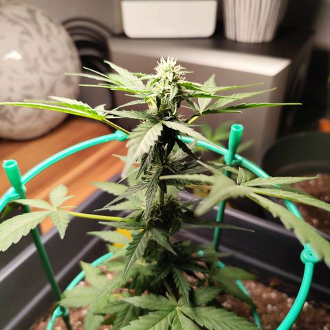 Super Bud 16% THC growlog timeline photo