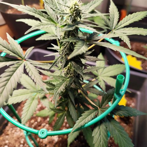 Super Bud 16% THC growlog timeline photo