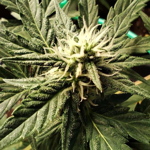 Super Bud 16% THC growlog timeline photo