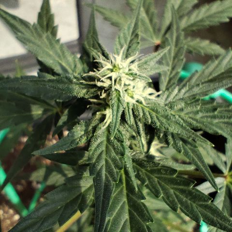 Super Bud 16% THC growlog timeline photo
