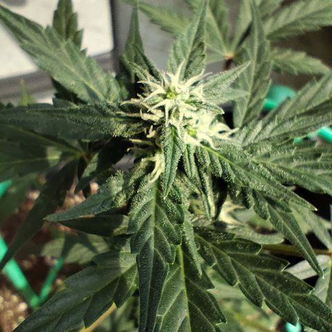 Super Bud 16% THC growlog timeline photo