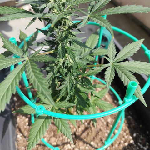 Super Bud 16% THC growlog timeline photo