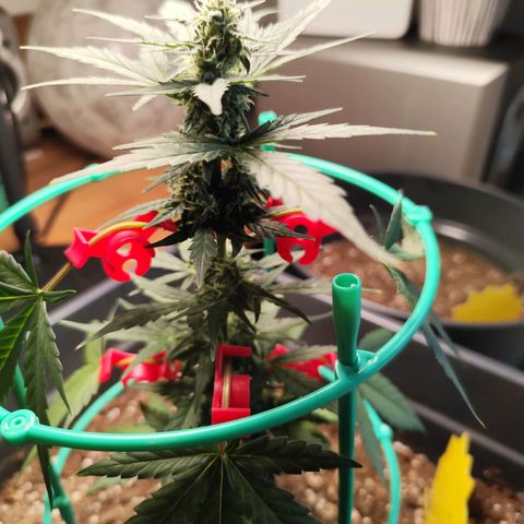 Super Bud 16% THC growlog timeline photo
