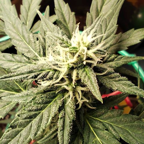Super Bud 16% THC growlog timeline photo