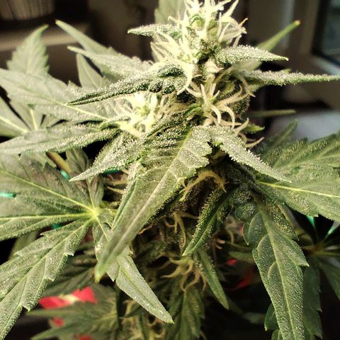 Super Bud 16% THC growlog timeline photo