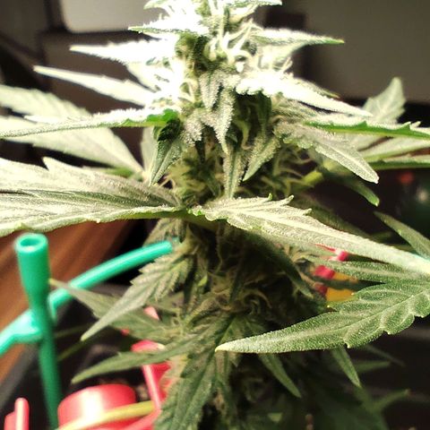 Super Bud 16% THC growlog timeline photo