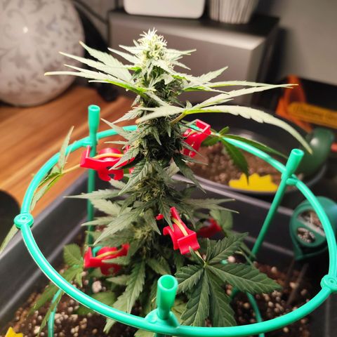Super Bud 16% THC growlog timeline photo