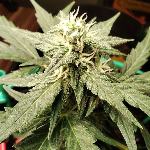 Super Bud 16% THC growlog timeline photo