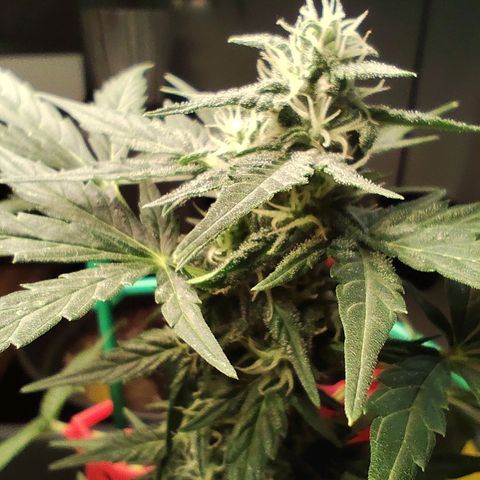 Super Bud 16% THC growlog timeline photo