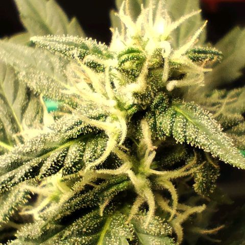 Super Bud 16% THC growlog timeline photo