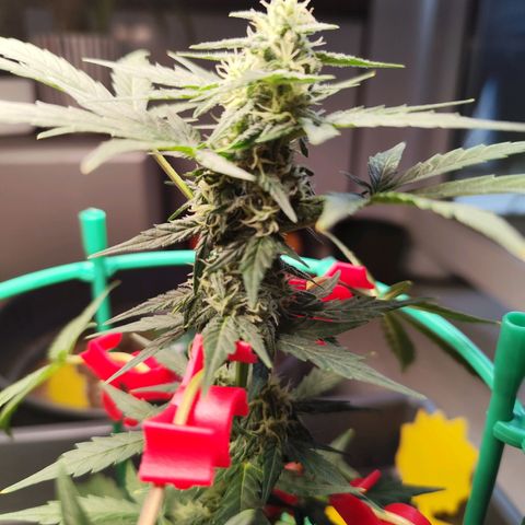 Super Bud 16% THC growlog timeline photo