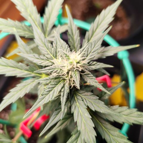Super Bud 16% THC growlog timeline photo