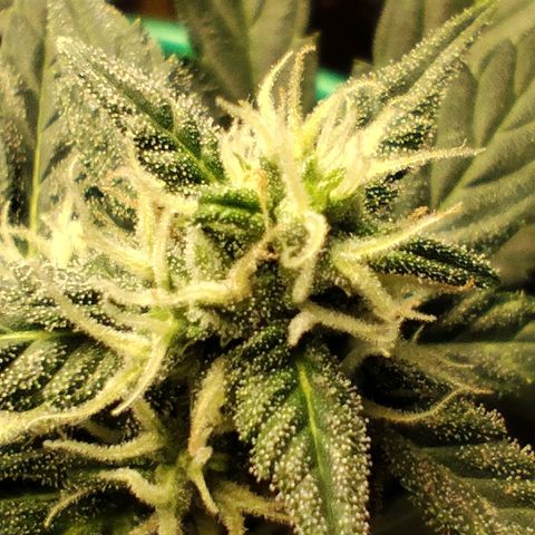 Super Bud 16% THC growlog timeline photo