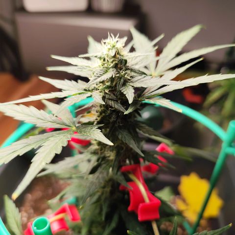Super Bud 16% THC growlog timeline photo