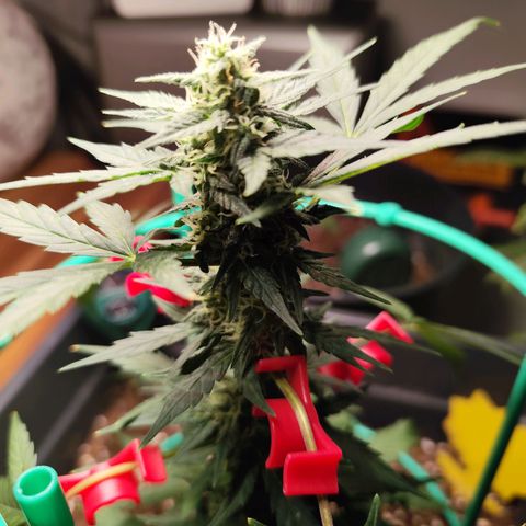 Super Bud 16% THC growlog timeline photo