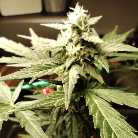 Super Bud 16% THC growlog timeline photo