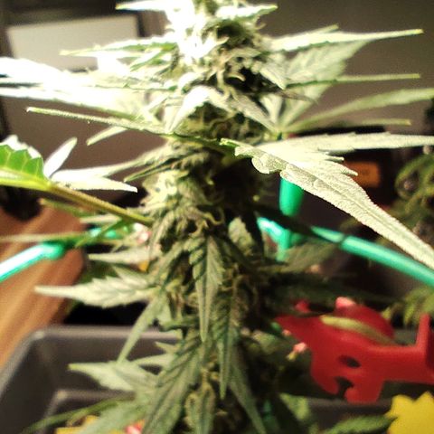 Super Bud 16% THC growlog timeline photo