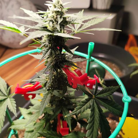 Super Bud 16% THC growlog timeline photo