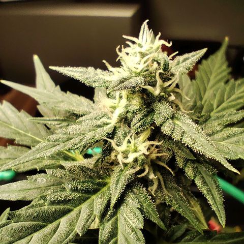 Super Bud 16% THC growlog timeline photo
