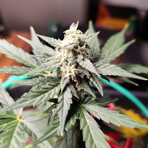 Super Bud 16% THC growlog timeline photo