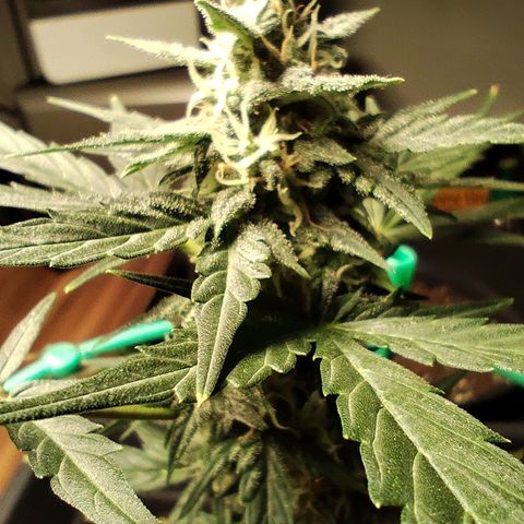 Super Bud 16% THC growlog timeline photo