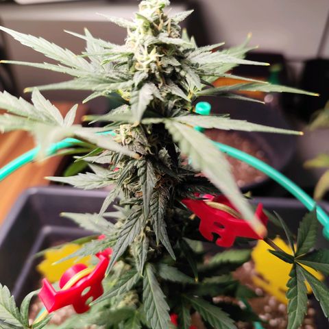 Super Bud 16% THC growlog timeline photo