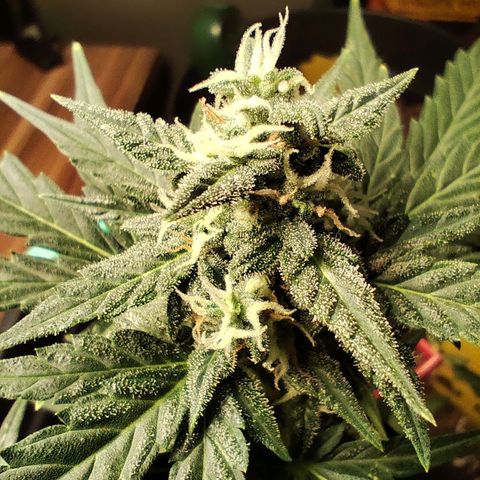 Super Bud 16% THC growlog timeline photo