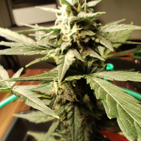 Super Bud 16% THC growlog timeline photo
