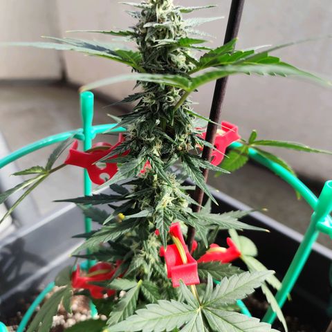 Super Bud 16% THC growlog timeline photo