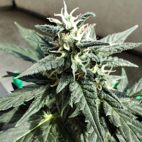 Super Bud 16% THC growlog timeline photo