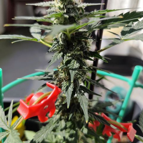Super Bud 16% THC growlog timeline photo