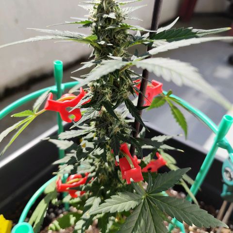 Super Bud 16% THC growlog timeline photo