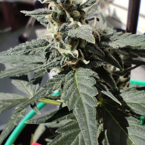 Super Bud 16% THC growlog timeline photo